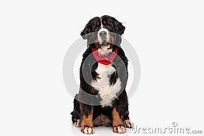 adorable berna shepherd dog with red bandana opening mouth Stock Photo