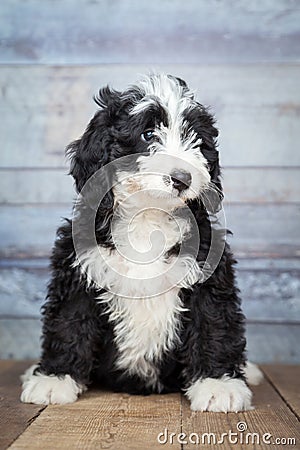 Adorable Bernedoddle Puppy Stock Photo