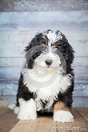 Adorable Bernedoddle Puppy Stock Photo