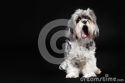 Adorable Bichon Havanese dog with bushy hair yawning Stock Photo