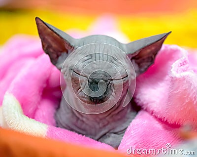 Adorable black Canadian sphynx kitten taking nap in pink pet bed Stock Photo