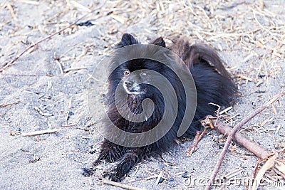 Adorable black and dark brown Pomeranian lying on beach Stock Photo