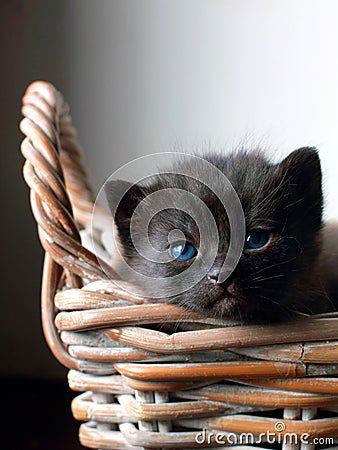 Adorable Black Kitten of Three Weeks Old Stock Photo