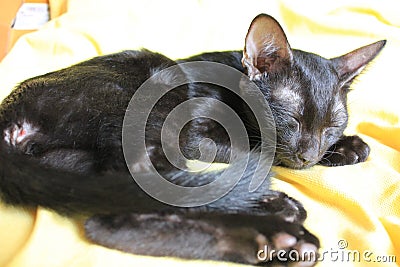 An adorable black kitty on the yellow bed. Stock Photo