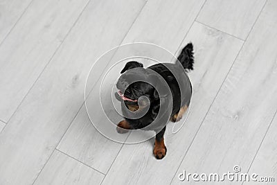 Adorable black Petit Brabancon dog on wooden floor, above view Stock Photo