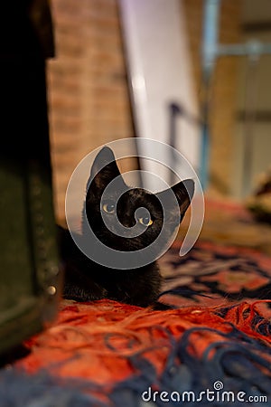 Adorable black Siamese cat sitting by a bed with a curious expression Stock Photo