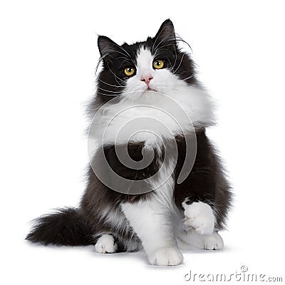 Adorable black smoke Siberian cat isolated on white background Stock Photo