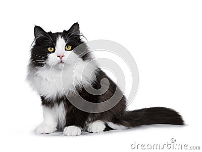 Adorable black smoke Siberian cat isolated on white background Stock Photo