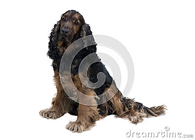 Adorable black and tan cocker spaniel Stock Photo