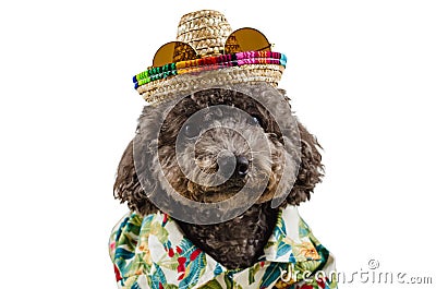 An adorable black toy Poodle dog wearing hat with sunglasses Stock Photo