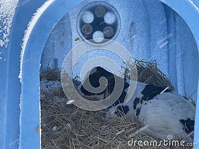 Cute calf in plastic shed. Adorable black and white calf standing on straw inside blue plastic shelter on cold winter Editorial Stock Photo