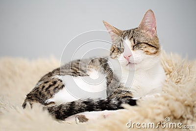 Adorable blind white and brown tabby cat lying on a beige fleecy rug. Cute and affectionate rescued kitty, lost its eyes due to a Stock Photo