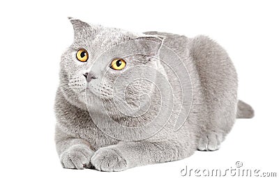 Adorable blue Scottish Fold cat Stock Photo