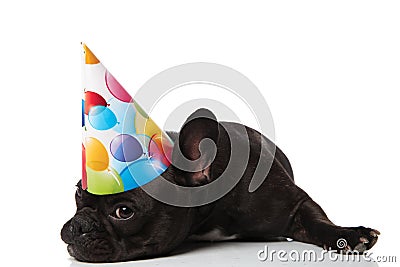 Adorable bored little french bulldog with birthday hat lying Stock Photo