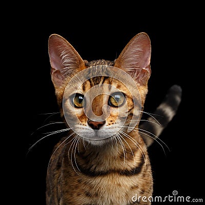 Adorable breed Bengal kitten isolated on Black Background Stock Photo