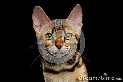 Adorable breed Bengal kitten isolated on Black Background Stock Photo