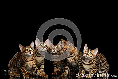 Adorable breed Bengal kittens isolated on Black Background Stock Photo