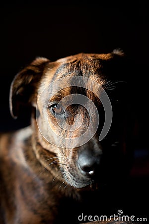 An adorable brindled hound Stock Photo