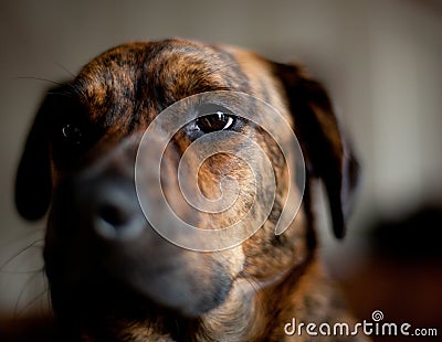 An adorable brindled hound Stock Photo
