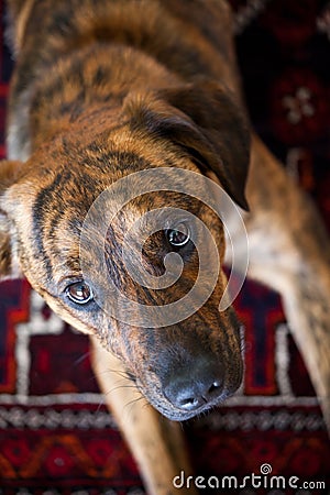 An adorable brindled hound Stock Photo