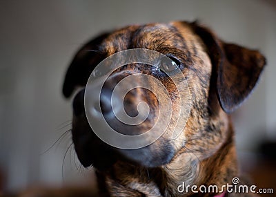 An adorable brindled hound Stock Photo