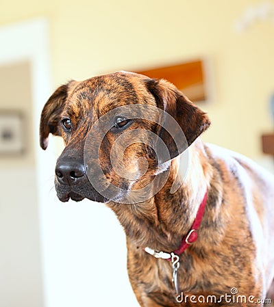 Adorable brindled hound dog Stock Photo