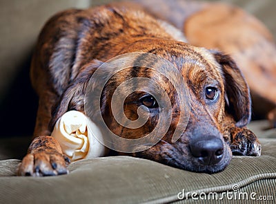 Adorable brindled hound dog Stock Photo