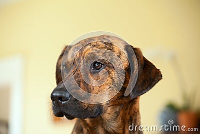 Adorable brindled hound dog Stock Photo