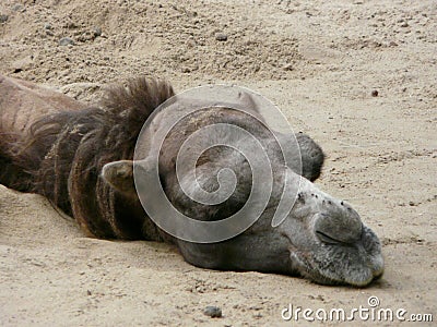 Adorable brown camel lying on the ground and sleeping Stock Photo