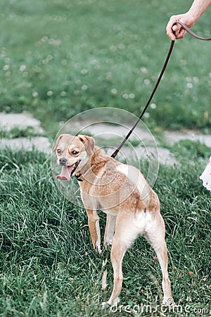 Adorable brown dog on a leash with owner, happy dog with tongue Stock Photo