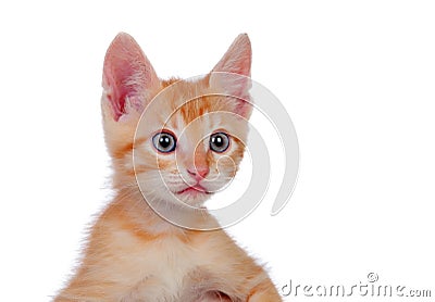 Adorable brown kitten Stock Photo