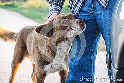 Adorable brown mutt being petted by man while looking attentively ahead. Stock Photo