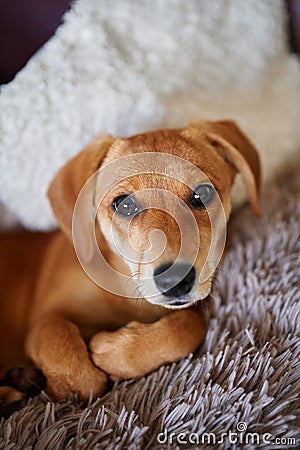 Cute ginger dachshund puppy resting on a bed looking at camera Stock Photo