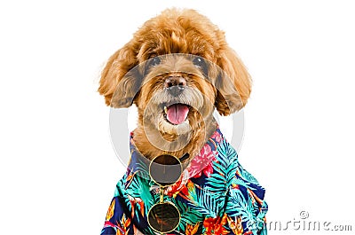 An adorable brown toy Poodle dog wearing Hawaii dress with sunglasses Stock Photo