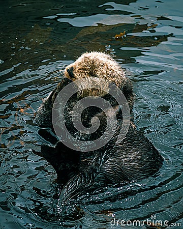 Adorable California Pacific Sea Otter grooming and swimming in the kelp in Monterey, CA Stock Photo