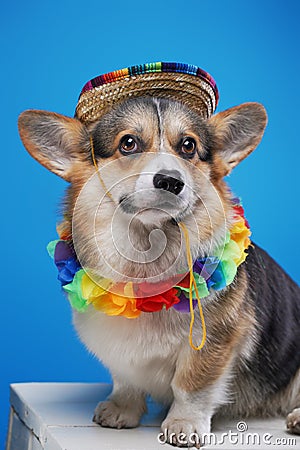 Adorable canine pet with hawaiin wreath isolated on blue Stock Photo