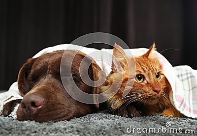 Adorable cat and dog lying under plaid floor. Warm and cozy winter Stock Photo