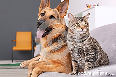 Adorable cat and dog resting together on sofa indoors Stock Photo