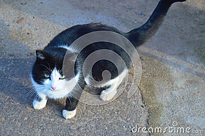 Adorable cat with green eyes. Stock Photo