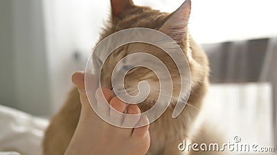 Adorable cat licks and strokes sole of person lying in bed Stock Photo