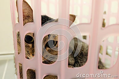 Adorable Cat lying in basket. Lovely cute kittens at Home. Stock Photo