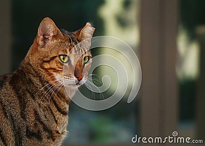 Adorable Cat Pictures Stock Photo