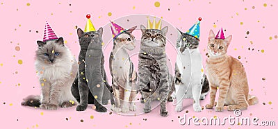 Adorable cats with party hats on pink background. Banner design Stock Photo