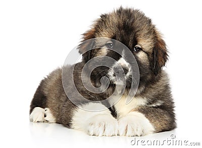 Adorable Caucasian shepherd puppy resting Stock Photo
