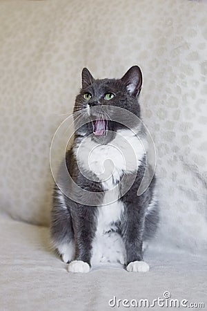 Adorable chubby white-blue cat with open mouth. Sleepy cat is yawning Stock Photo