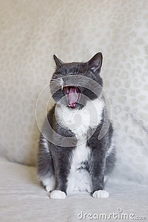 Adorable chubby white-blue cat with open mouth. Sleepy cat is yawning Stock Photo