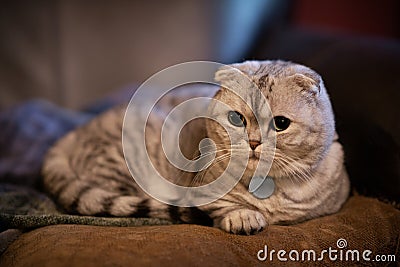 Adorable chubby white and silver scottish fold munchkin cat laying on pillow with shallow depth of field. Stock Photo