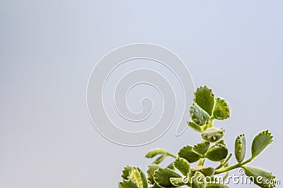 Adorable Cotyledon tomentosa succulent plant with copy space Stock Photo