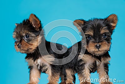 Adorable couple of two yorkshire terrier standing back to back Stock Photo