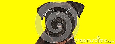 Adorable curious boxer doggy wearing glasses and looking up Stock Photo